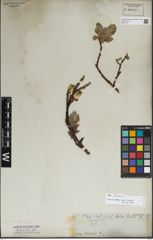 Foto von Salix lanata L.